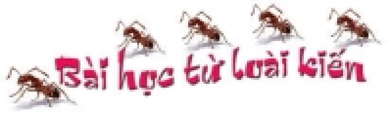 B&agrave;i học l&atilde;nh đạo từ... lo&agrave;i kiến