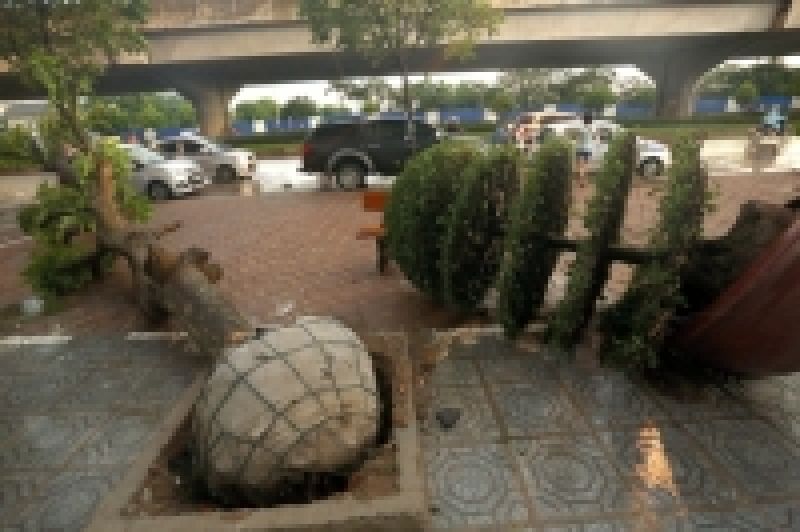 H&agrave; Nội kiểm tra việc c&acirc;y bật gốc lộ nguy&ecirc;n bầu nylon